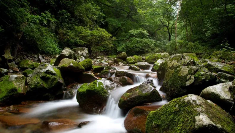 nature, biodiversité, cascade, Chine